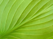 green leaf